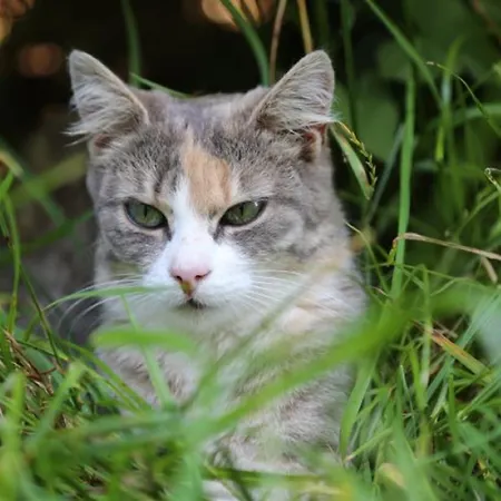 Wolfeicherhof Apartman Eggstätt