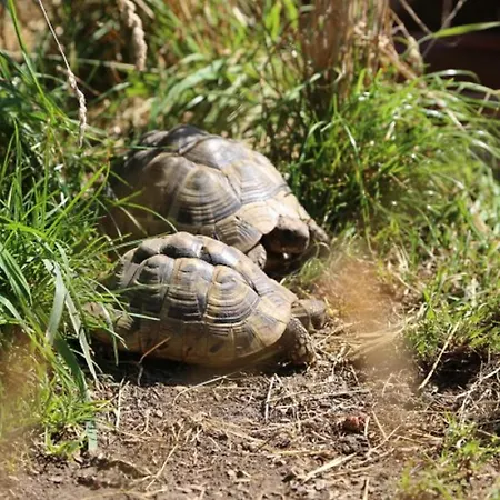 Wolfeicherhof Apartman