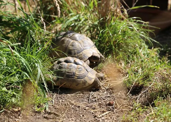 Wolfeicherhof Lejlighed